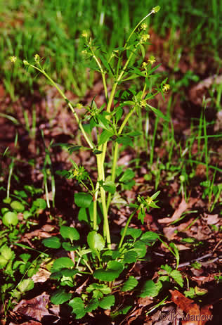 image of Ranunculus abortivus, Kidneyleaf Buttercup, Early Wood Buttercup, Small-flowered Buttercup, Kidneyleaf Crowfoot