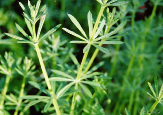 image of Galium aparine, Cleavers, Bedstraw