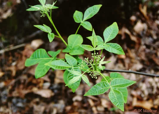 image of Ptelea trifoliata, Wafer-ash, Hoptree