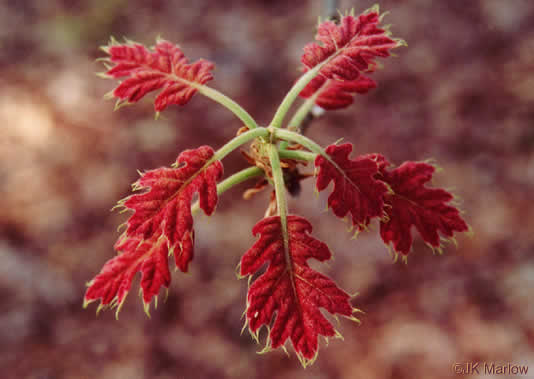 image of Quercus velutina, Black Oak