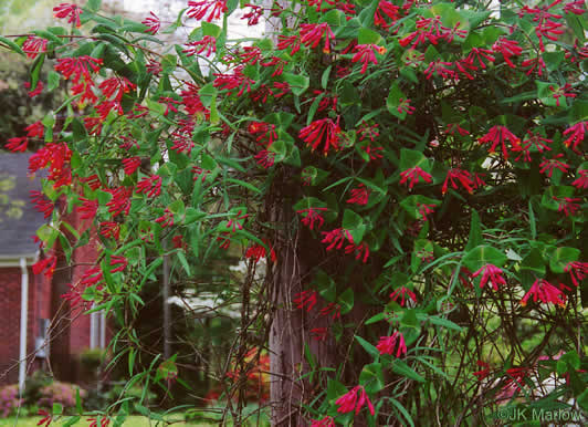 image of Lonicera sempervirens, Coral Honeysuckle, Trumpet Honeysuckle, Scarlet Honeysuckle, Woodbine