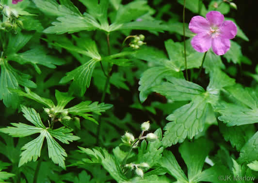 image of Geranium maculatum, Wild Geranium