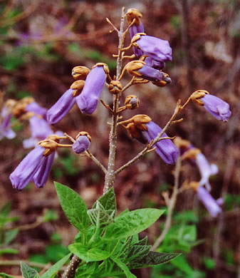 image of Paulownia tomentosa, Princess Tree, Empress Tree, Royal Paulownia