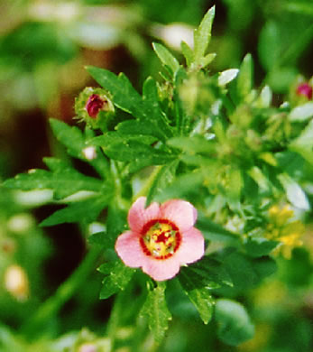 image of Modiola caroliniana, Carolina Bristlemallow, Bristly-mallow, Carolina Mallow