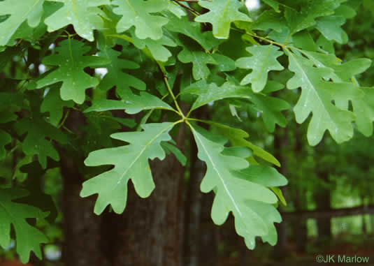 image of Quercus alba, White Oak