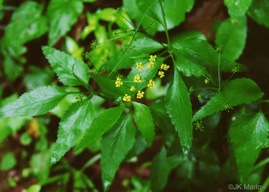 image of Thaspium trifoliatum var. aureum, Yellow Meadow-parsnip, Woodland Parsnip