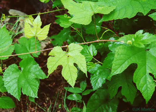 Vitis aestivalis var. aestivalis, Summer Grape