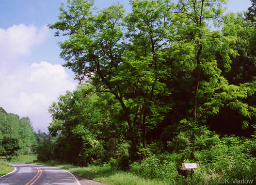 image of Robinia pseudoacacia, Black Locust