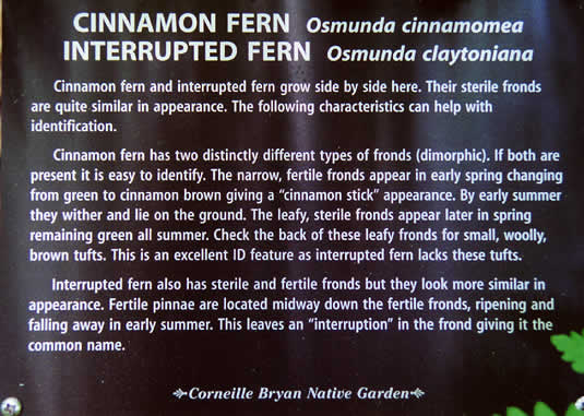 image of Osmundastrum cinnamomeum, Cinnamon Fern