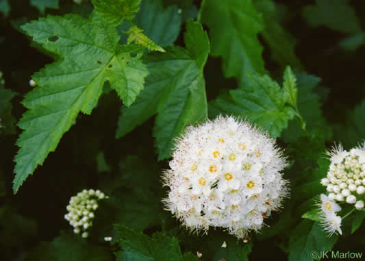 image of Physocarpus opulifolius var. opulifolius, Flowering Ninebark, Eastern Ninebark