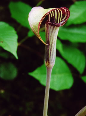 image of Arisaema triphyllum, Common Jack-in-the-Pulpit, Indian Turnip