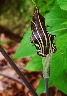 image of Arisaema triphyllum, Common Jack-in-the-Pulpit, Indian Turnip