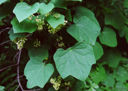 image of Menispermum canadense, Moonseed, Yellow Parilla