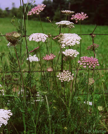 image of Daucus carota ssp. carota, Queen Anne's Lace, Wild Carrot, Bird's Nest