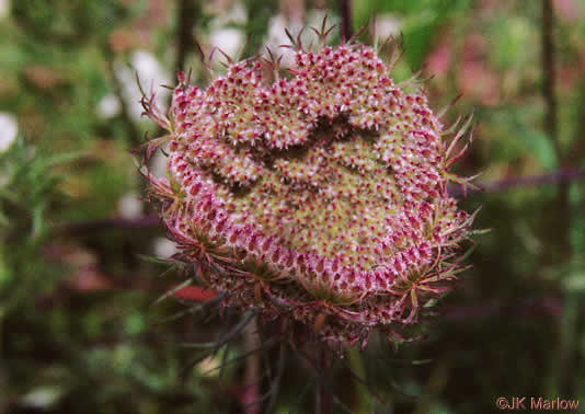 image of Daucus carota ssp. carota, Queen Anne's Lace, Wild Carrot, Bird's Nest