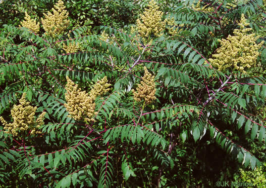 image of Rhus glabra, Smooth Sumac, Common Sumac