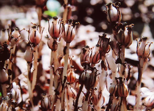 Monotropa uniflora, Indian Pipes, Ghost-flower, Common Ghost Pipes