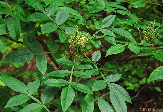 image of Rhus copallinum +, Winged Sumac, Shining Sumac, Dwarf Sumac