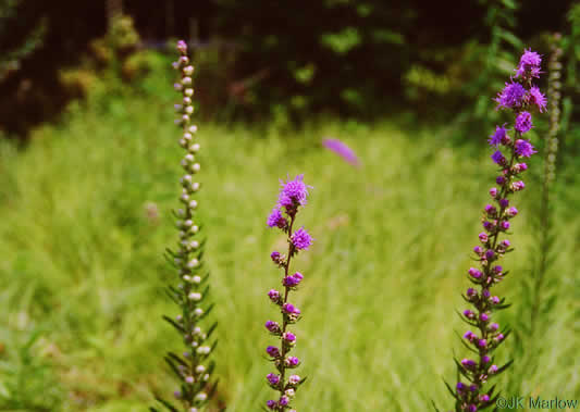 image of Liatris aspera, Rough Blazing-star