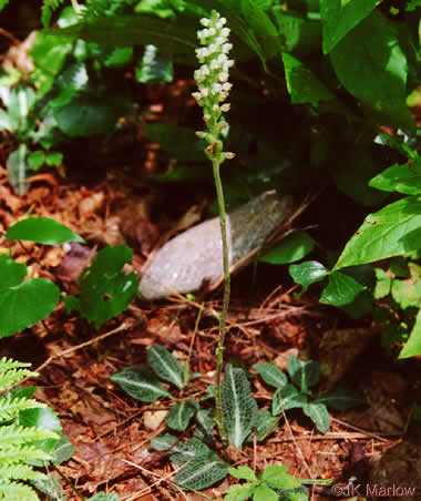 image of Goodyera pubescens, Downy Rattlesnake-orchid, Downy Rattlesnake-plantain