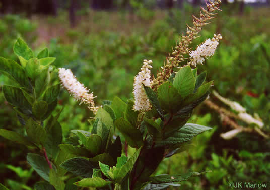 image of Clethra alnifolia, Coastal Sweet-pepperbush, Coastal White-alder