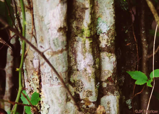 Carpinus caroliniana +, Musclewood, American Hornbeam, Blue-beech, Ironwood