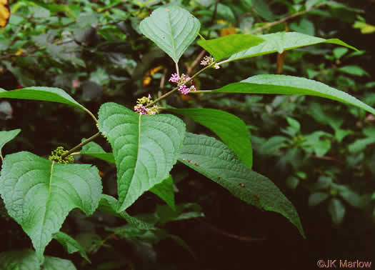 image of Callicarpa americana, American Beautyberry, French-mulberry, Beautybush