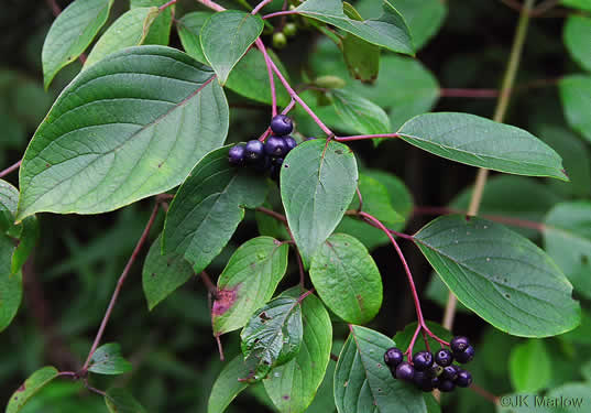 image of Swida amomum, Silky Dogwood, Bush Dogwood, Silky Cornel