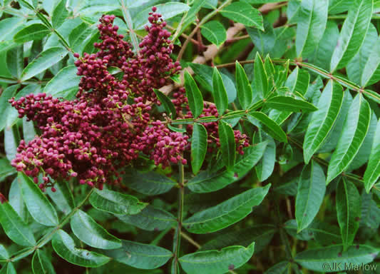 image of Rhus copallinum +, Winged Sumac, Shining Sumac, Dwarf Sumac