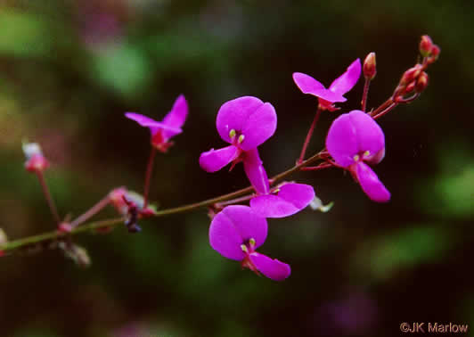 Desmodium paniculatum var. paniculatum, Panicled Tick-trefoil