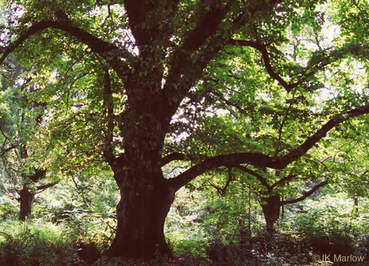 image of Tilia americana var. americana, American Basswood, Northern Basswood