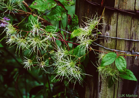 image of Clematis virginiana, Virgin's Bower