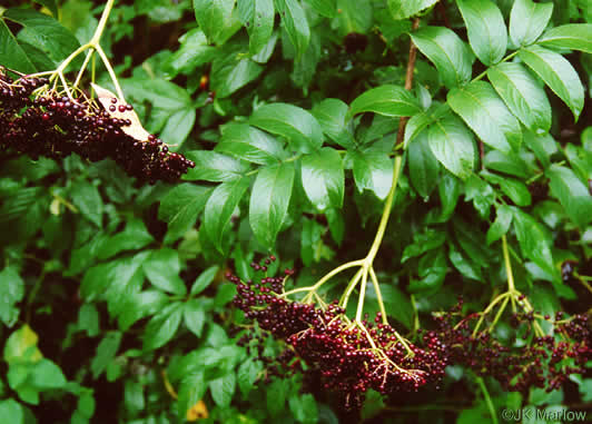 Sambucus canadensis, Common Elderberry, American Elder