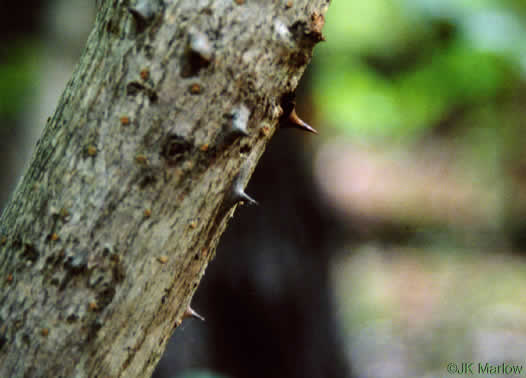 prickles