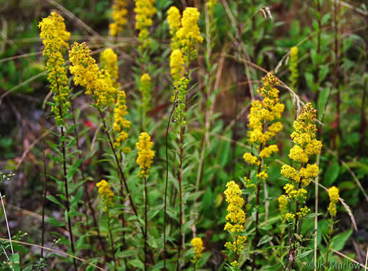 image of Solidago roanensis, Roan Mountain Goldenrod