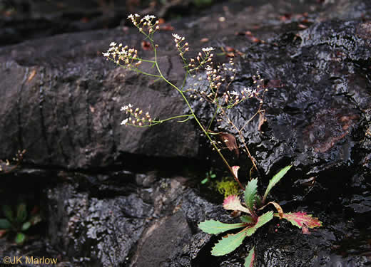 image of Micranthes petiolaris var. petiolaris, Michaux's Saxifrage, Cliff Saxifrage