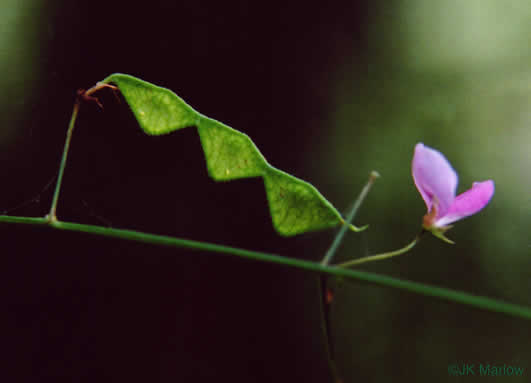 Desmodium paniculatum var. paniculatum, Panicled Tick-trefoil