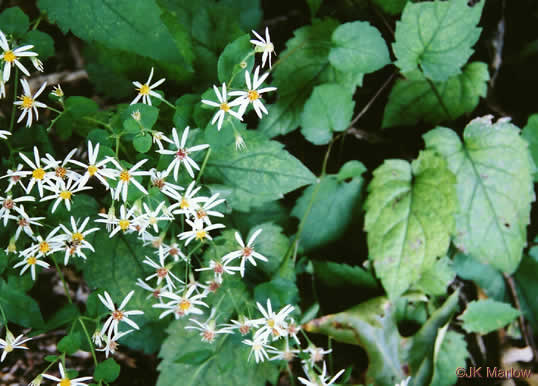 image of Eurybia divaricata, White Wood-aster, Woodland Aster, Common White Heart-leaved Aster