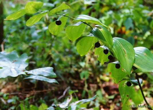 Polygonatum biflorum +, Smooth Solomon's Seal