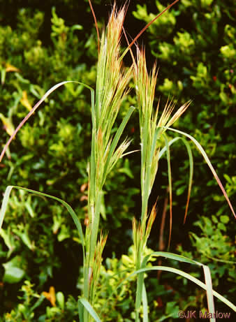 image of Andropogon tenuispatheus, Maritime Bushy Bluestem, Bushy Beardgrass, Maritime Bluestem