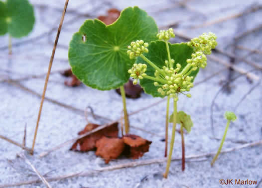 image of Hydrocotyle bonariensis, Dune Pennywort, Seaside Pennywort, Dune Water-pennywort, Largeleaf Pennywort