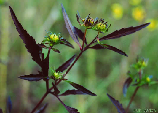 image of Bidens polylepis, Ditch Daisy, Bearded Beggarticks, Midwestern Tickseed-sunflower, Tickseed Sunflower