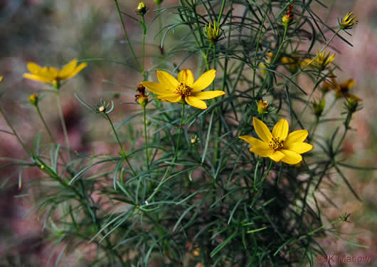 image of Coreopsis verticillata, Threadleaf Coreopsis, Cutleaf Tickseed, Whorled Tickseed