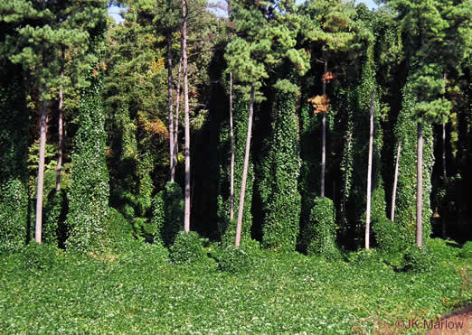 image of Pueraria montana var. lobata, Kudzu, Foot-a-Day