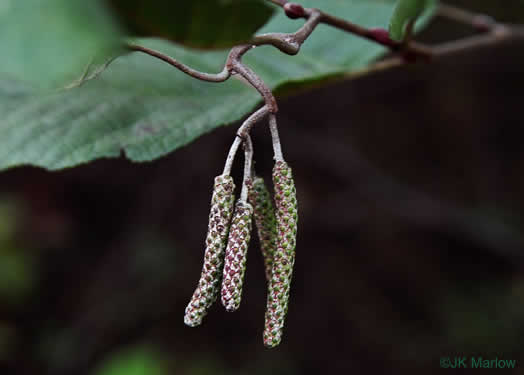 catkin