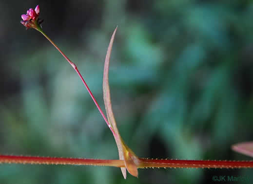 image of Persicaria sagittata, Arrowleaf Tearthumb, Arrowvine, Scratch-grass