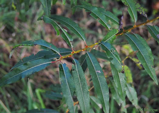 image of Salix sericea, Silky Willow, Shrub Willow, Satin Willow