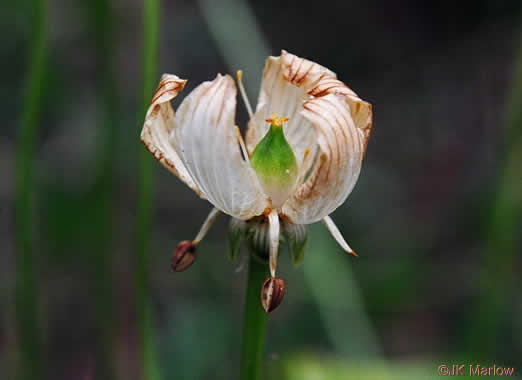 image of Parnassia grandifolia, Bigleaf Grass-of-Parnassus, Limeseep Parnassia