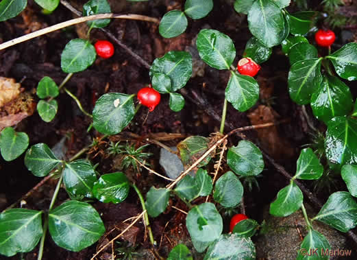 image of Mitchella repens, Partridgeberry, Twinflower