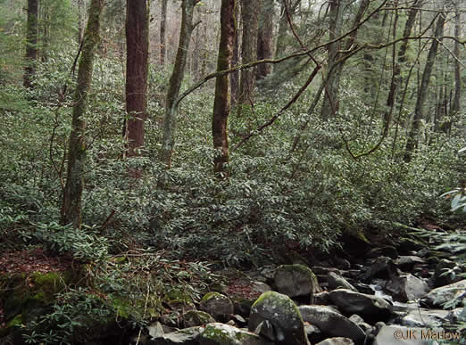 image of Rhododendron maximum, Rosebay Rhododendron, Great Laurel, White Rosebay, Great Rhododendron